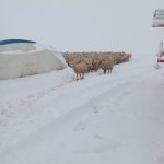 kar kutlesi nedeniyle cadir coktu koyunlar telef oldu 3ADwr1hZ