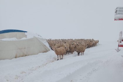 kar kutlesi nedeniyle cadir coktu koyunlar telef oldu 3ADwr1hZ