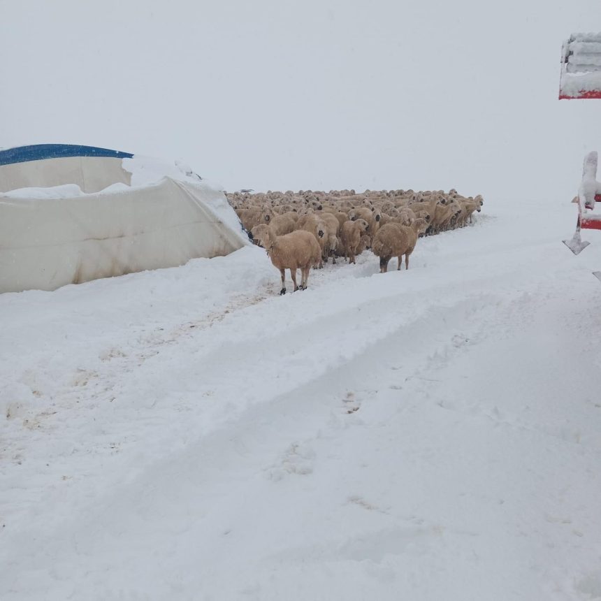 kar kutlesi nedeniyle cadir coktu koyunlar telef oldu 3ADwr1hZ