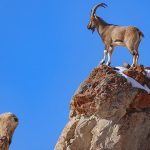 karsta yaban kecisi avlayan bireye 658 bin tl ceza Kx9rkbLn