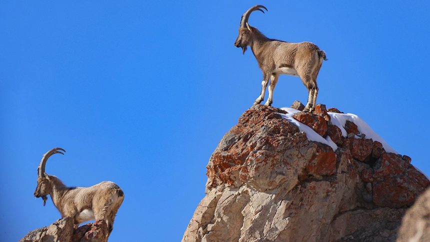 karsta yaban kecisi avlayan bireye 658 bin tl ceza Kx9rkbLn