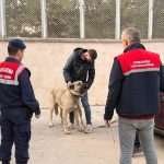 kopek dovusturen 12 kisi gozaltina alindi msbwZABD