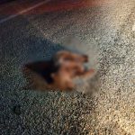 kutahyada yolda meyyit yavru ayi bulundu 7WiEUbrI