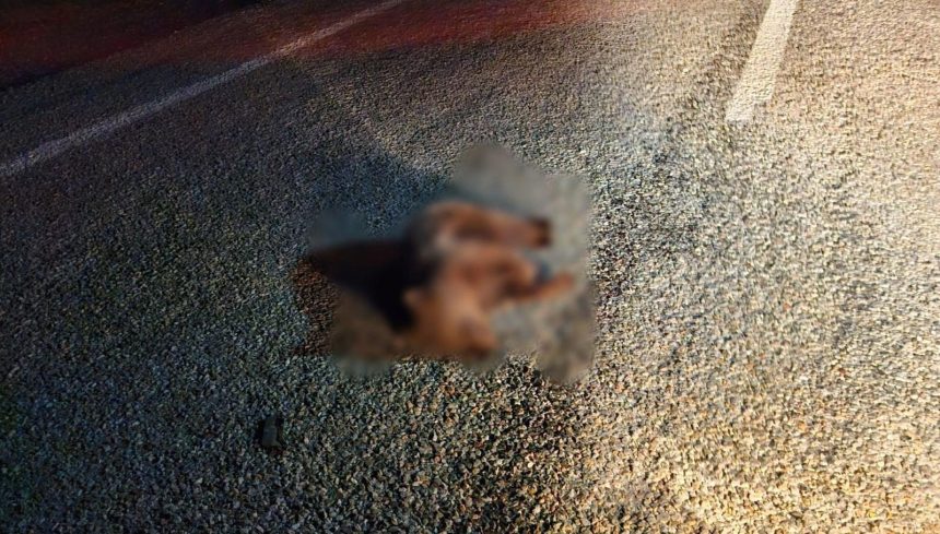 Kütahya'da yolda meyyit yavru ayı bulundu 71 kutahyada yolda meyyit yavru ayi bulundu 7WiEUbrI