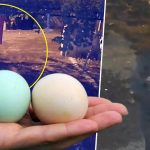 mavi yumurtlayan tavuklar calindi P9uk1Fi3