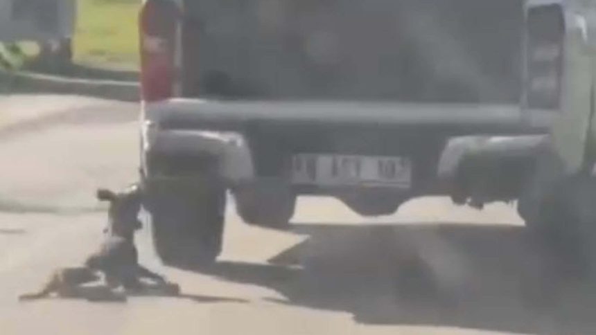 Muğla'da vahşet: Kamyonete bağlanarak sürüklenen köpek öldü 71 muglada vahset kamyonete baglanarak suruklenen kopek oldu a29cq1iG