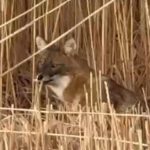 sultan sazligi ulusal parkinda cakal goruntulendi bY31SsgL