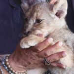 tuzlada bulunan yavru aslana hugo ismi verildi QKmKkuQa