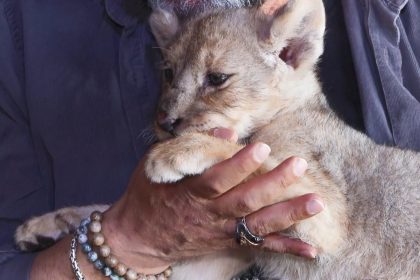 tuzlada bulunan yavru aslana hugo ismi verildi QKmKkuQa