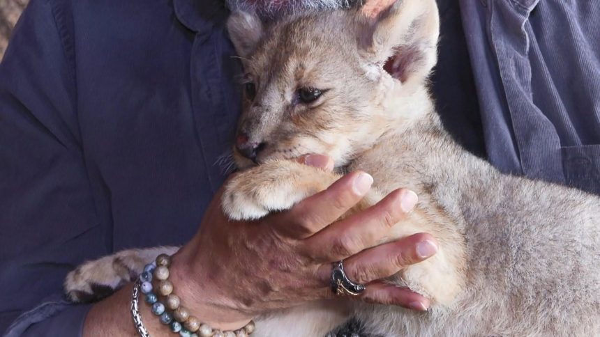 Tuzla'da bulunan yavru aslana "Hugo" ismi verildi 71 tuzlada bulunan yavru aslana hugo ismi verildi QKmKkuQa