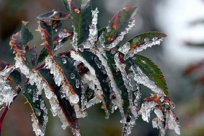 ureticilere toplam 22 milyar 946 milyon lira zirai don takviyesi RnZGaalw