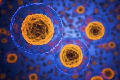 yaslanmayi yavaslatan ozel bagisiklik hucresi kesfedildi rGTKIguU