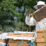 yenice ihlamur balina cografik isaret Ghvl3JTN