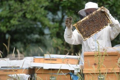 yenice ihlamur balina cografik isaret Ghvl3JTN