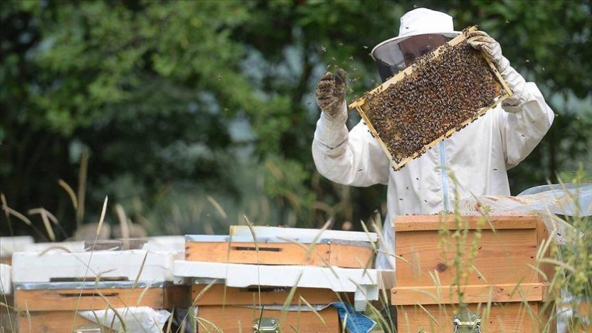 yenice ihlamur balina cografik isaret Ghvl3JTN