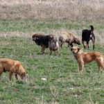 aym sokak hayvanlari duzenlemesi kararinin munasebetini acikladi EGEayHf4