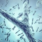 erkek cinsiyetini belirleyen y kromozomu yok oluyor FhfrHOwl