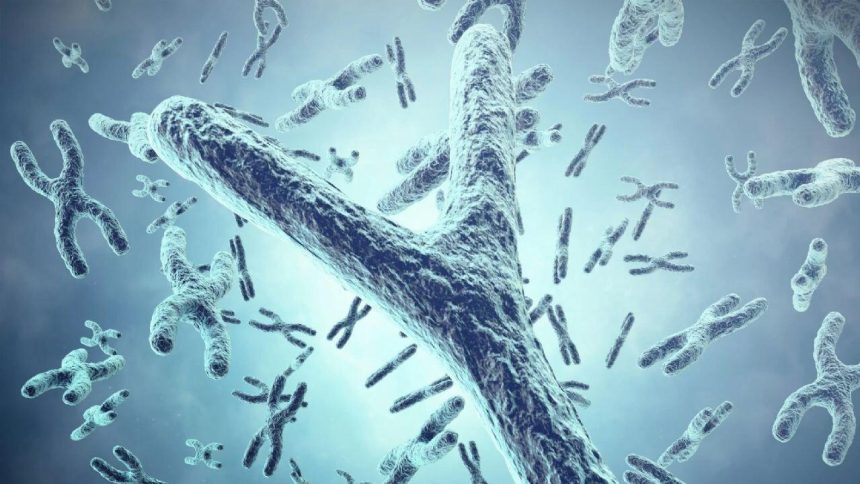 erkek cinsiyetini belirleyen y kromozomu yok oluyor FhfrHOwl