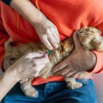 evcil hayvan sahipleri dikkat son gun 31 aralik yaptirmayanlara para cezasi var kgEwwd7p