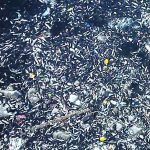 seyhan irmaginda balik vefatlari ngsG7Jw8