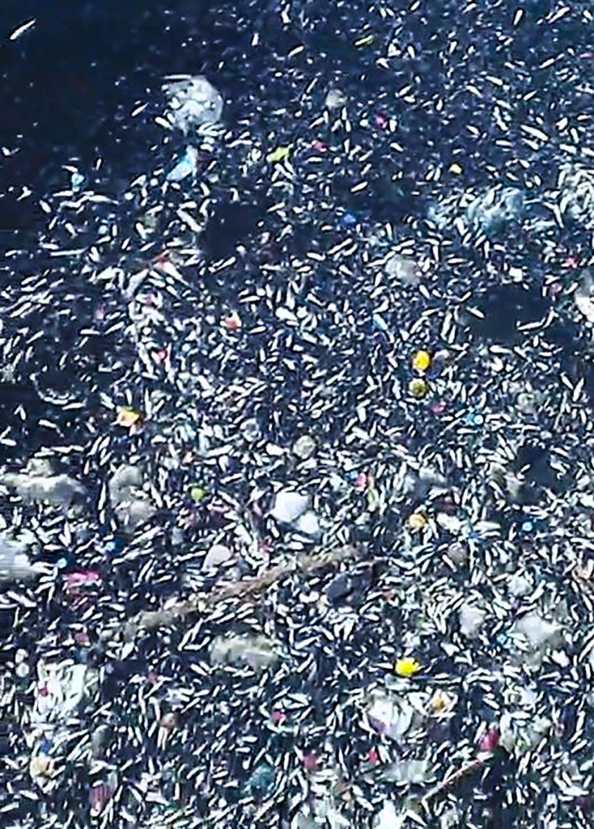 seyhan irmaginda balik vefatlari ngsG7Jw8