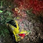 seyir halindeki taksi devrilen agacin altinda kaldi bWg1BUpD